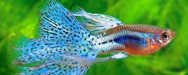 孔雀龍魚能長多大：孔雀龍魚養殖技巧分享
