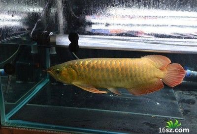 龍魚浮頭沉尾：關(guān)于龍魚浮頭沉尾的一些詳細(xì)信息