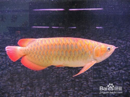 龍魚好養活嗎怎么養：龍魚養殖需要注意以下幾個方面，可以提高龍魚存活率