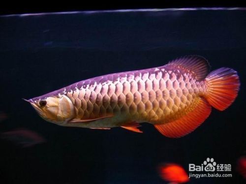 龍魚好養活嗎怎么養：龍魚養殖需要注意以下幾個方面，可以提高龍魚存活率