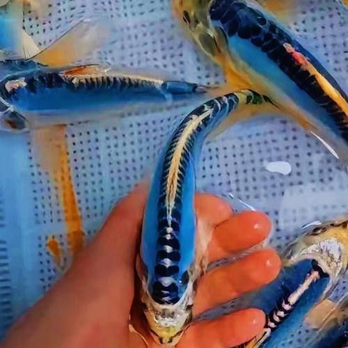藍龍魚的圖片大全大圖