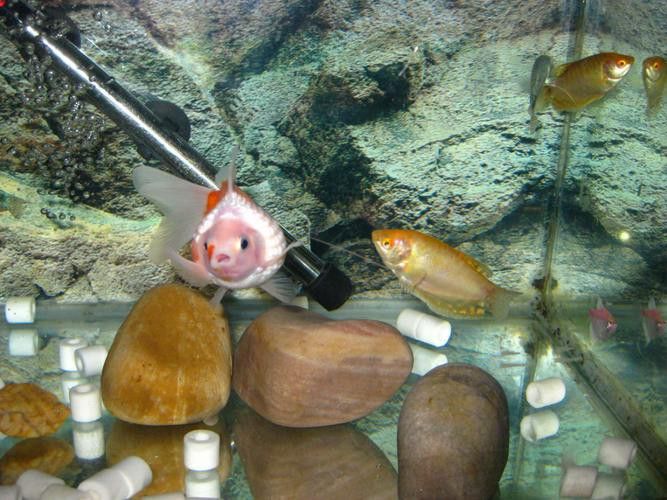 藍龍魚的圖片大全大圖