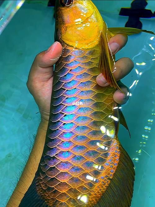 藍龍魚的圖片大全大圖