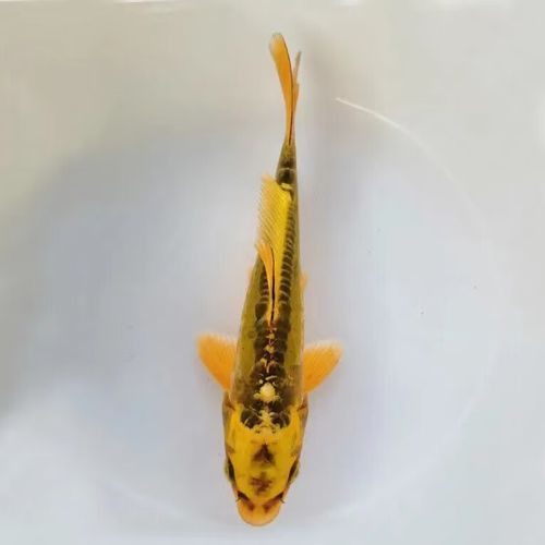 藍龍魚的圖片大全大圖
