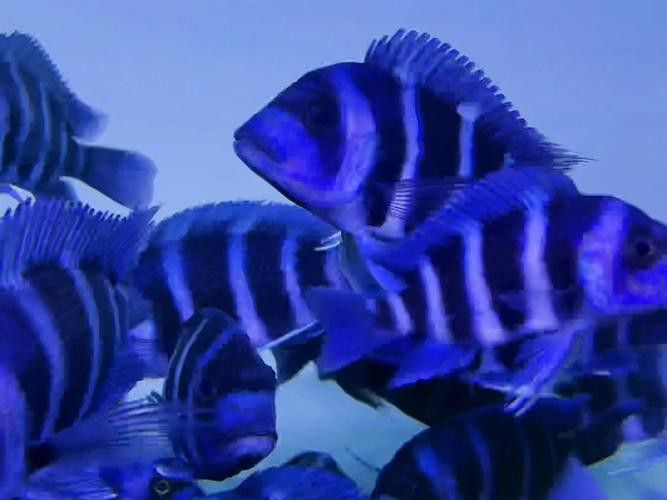 藍龍魚的圖片大全大圖