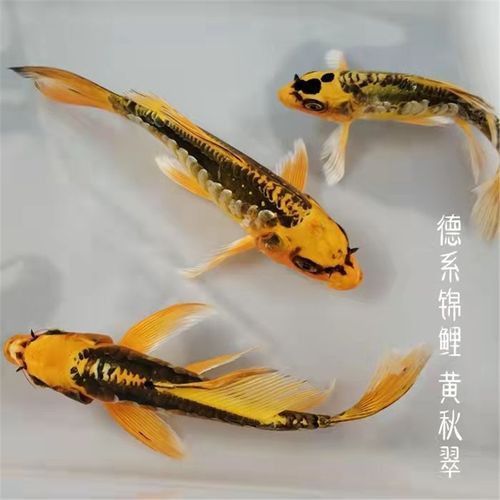 藍龍魚的圖片大全大圖