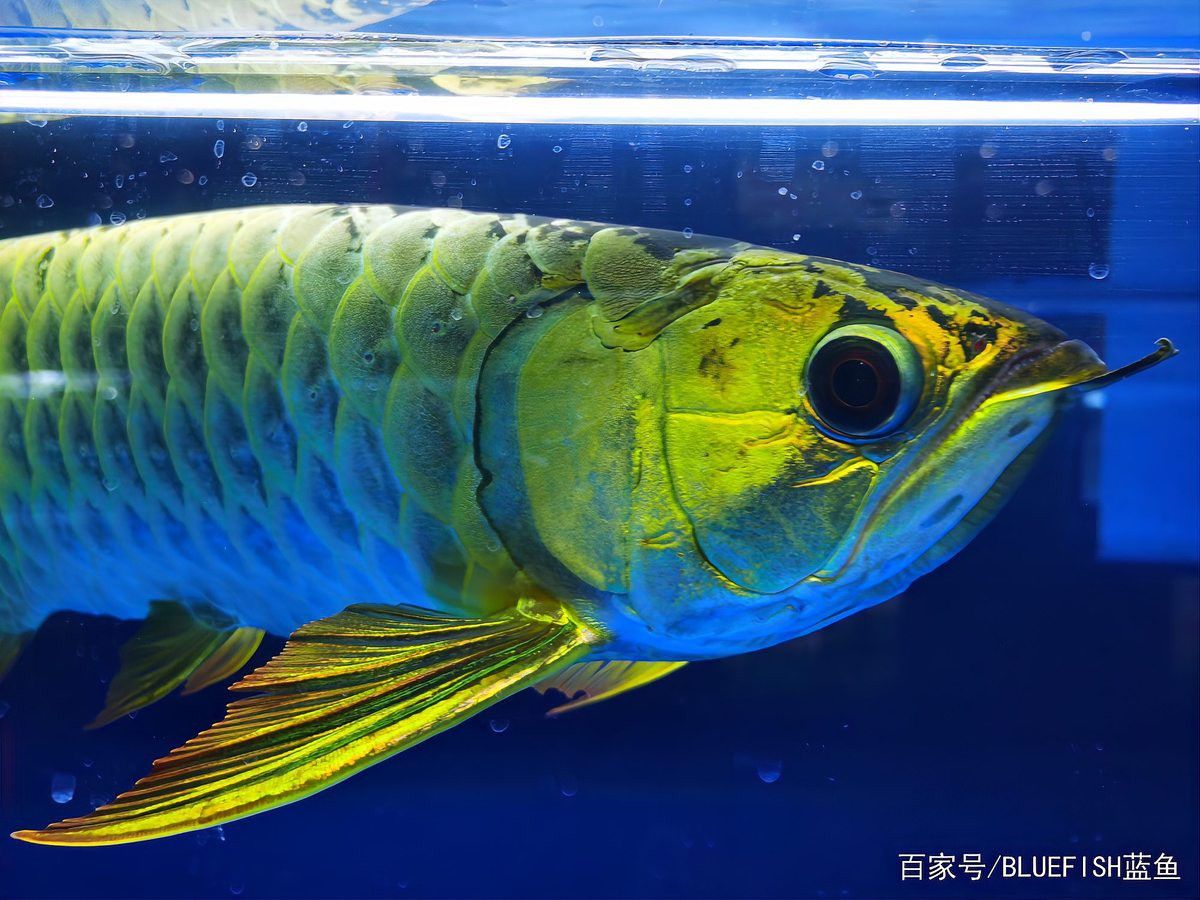 藍龍魚的圖片大全大圖