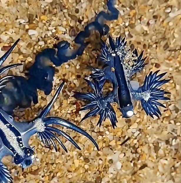 藍龍魚的圖片大全大圖