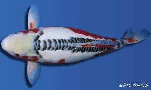 土霉素在魚缸多久失去藥效（土霉素對魚缸水質影響）