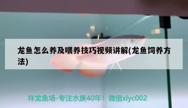 龍魚(yú)的食物有哪些種類(lèi)？：龍魚(yú)不吃飼料怎么辦