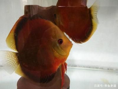 觀賞魚藍龍魚好養嗎視頻大全：藍龍魚好養嗎？全面解析飼養技巧與視頻指南