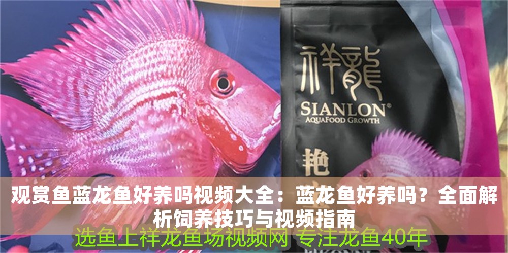 觀賞魚藍龍魚好養嗎視頻大全：藍龍魚好養嗎？全面解析飼養技巧與視頻指南