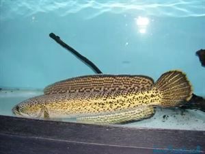 雷龍魚品種大全詳細介紹（雷龍魚體色為黑色斑點，體色為黑色斑點）