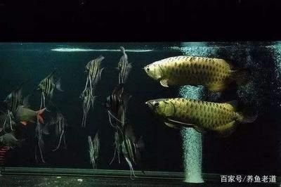 龍魚和什么魚養最合適：如何選擇龍魚混養伴侶