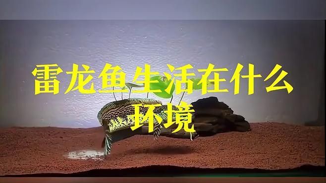 雷龍魚的最佳釣點(diǎn)在哪里？