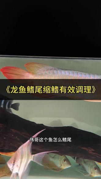 如何判斷一個人是否適合養龍魚呢：如何判斷一個人是否適合養龍魚？