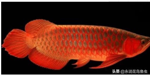 紅龍魚眼睛周圍綠色（所有紅龍魚都是綠眼睛嗎）