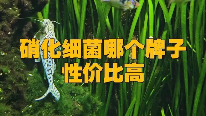 哪個牌子的消化細菌最好
