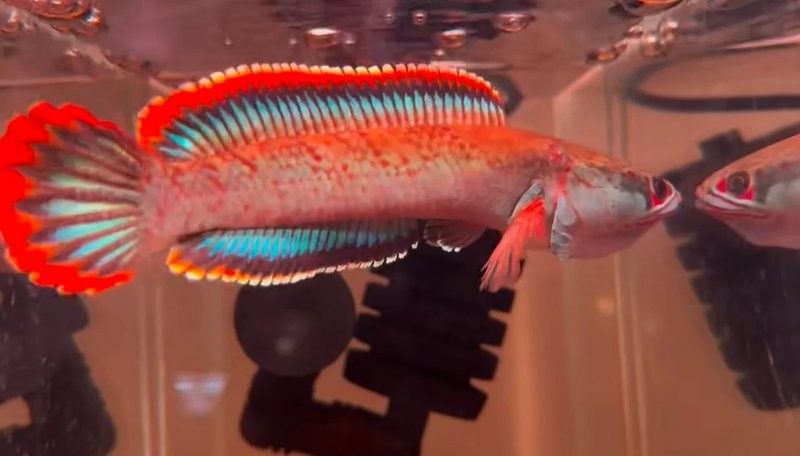 雷龍魚趴缸期間需要喂食嗎？