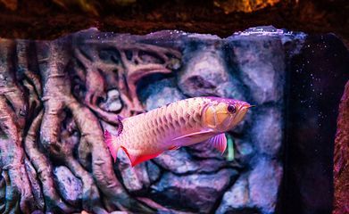 龍魚哪里的好養又便宜（如何挑選好養且價格適中的龍魚）