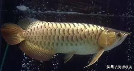 龍魚哪里的好養又便宜（如何挑選好養且價格適中的龍魚）