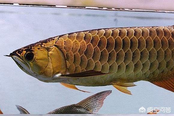 龍魚(yú)吃飽還會(huì)一直吃嗎（如何正確喂養(yǎng)龍魚(yú)）