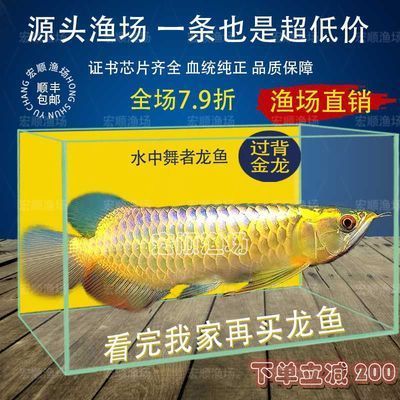 龍魚怎么訓(xùn)練吃食兇猛的動作（如何訓(xùn)練龍魚吃食兇猛的動作）