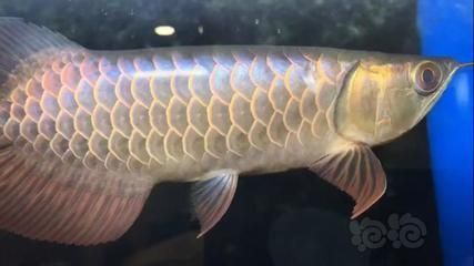 龍魚怎么訓練吃食兇猛的動作（如何訓練龍魚吃食兇猛的動作）