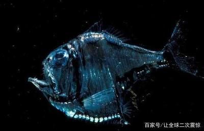 龍魚的英文名叫什么：龍魚飼養的水質要求