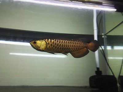 紅龍魚的最佳混養(yǎng)魚，與紅龍魚混養(yǎng)的良好選擇
