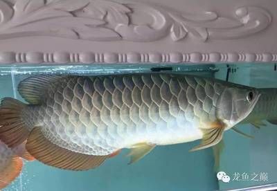 大白龍魚多少錢一條：大白龍魚多少錢一條一條大白龍魚多少錢一條