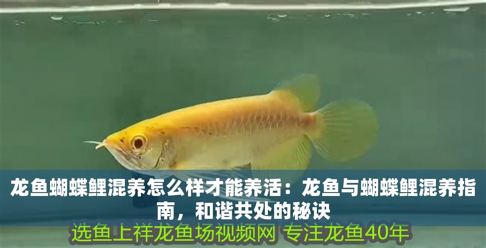 龍魚蝴蝶鯉混養(yǎng)怎么樣才能養(yǎng)活：龍魚與蝴蝶鯉混養(yǎng)指南，和諧共處的秘訣