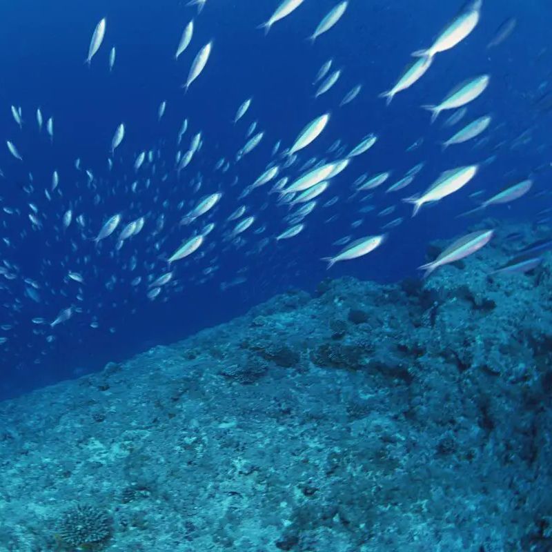 錦鯉黑紅白三色好嗎