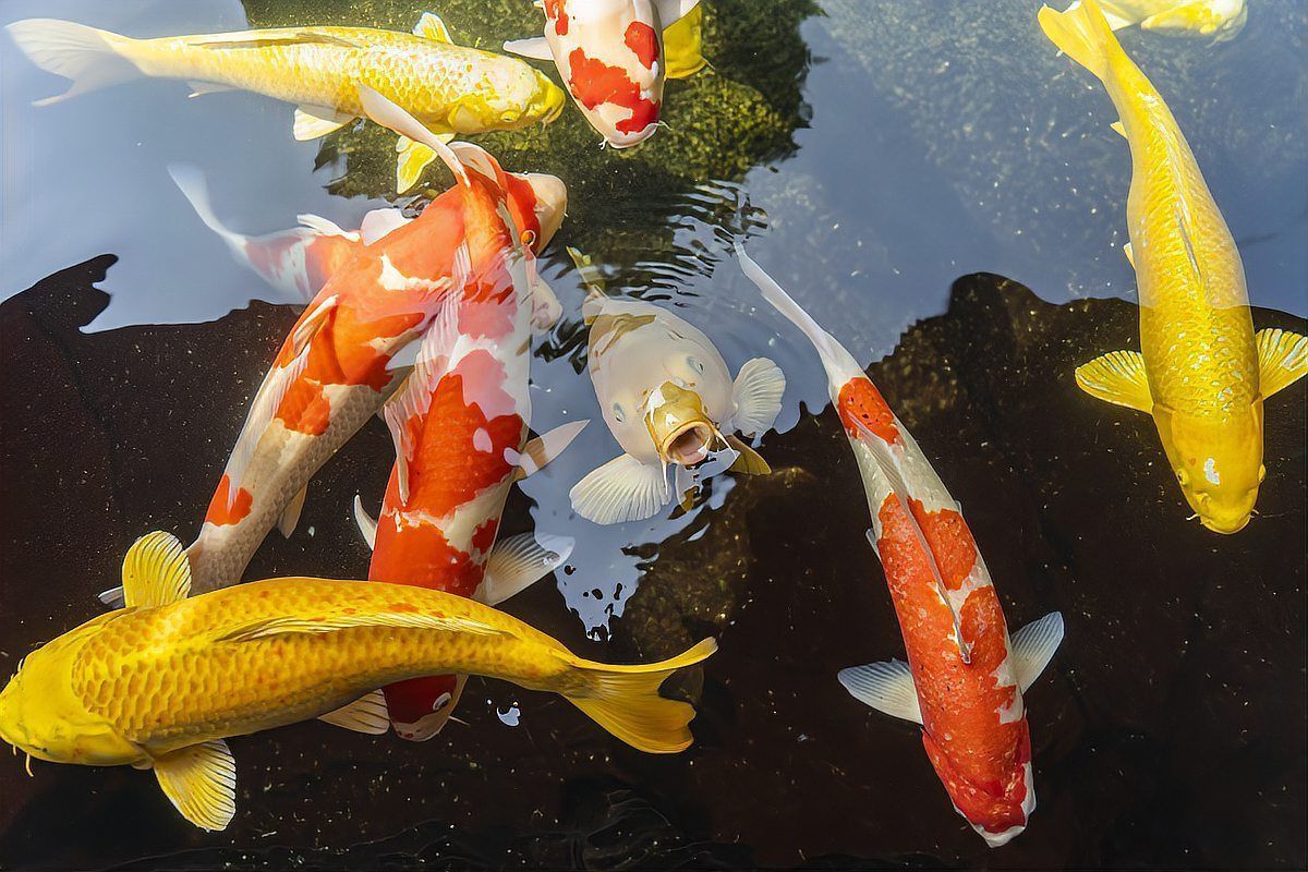 錦鯉黑紅白三色好嗎