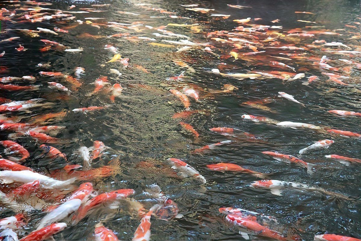 錦鯉黑紅白三色好嗎