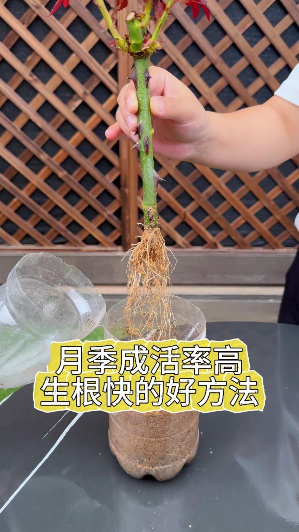 紅龍月季的繁殖方法有哪些？