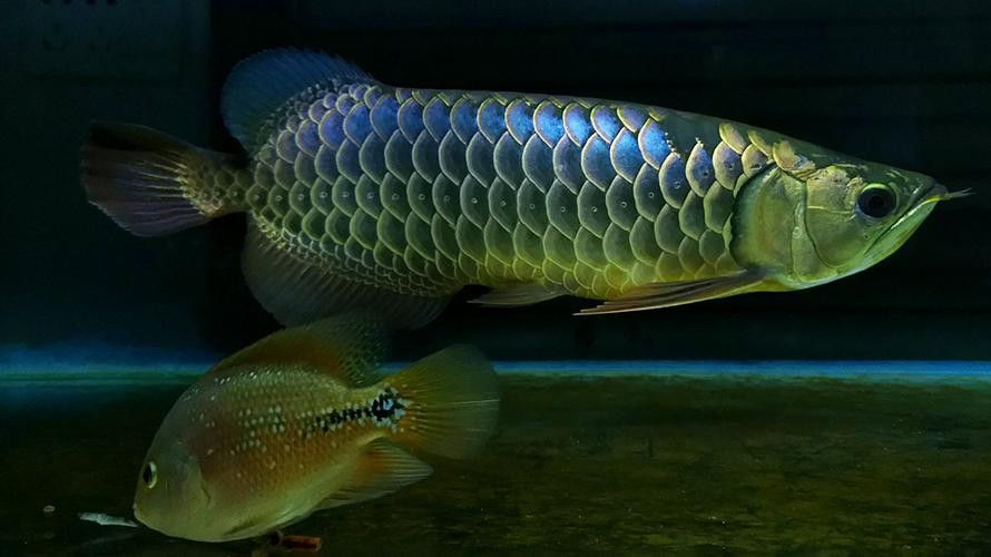 藍底魚缸養金龍魚好嗎圖片欣賞