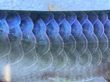 藍底魚缸養金龍魚好嗎圖片欣賞