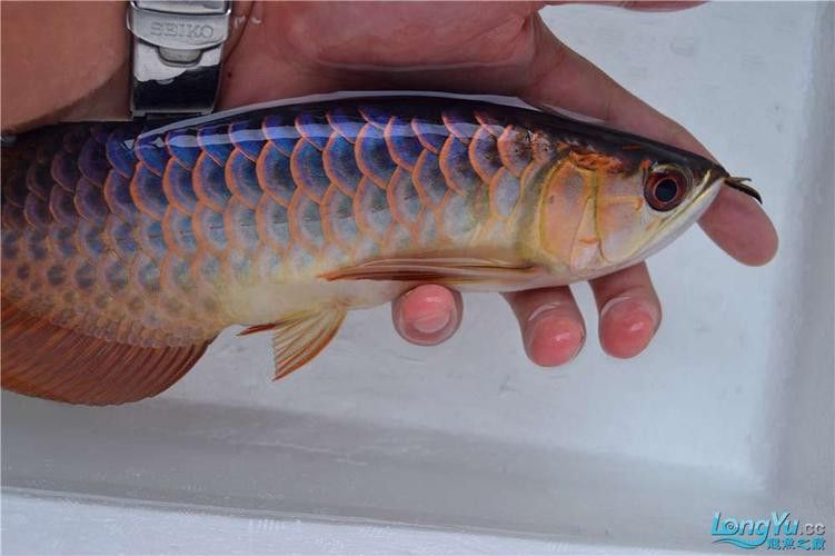 藍底魚缸養金龍魚好嗎圖片欣賞