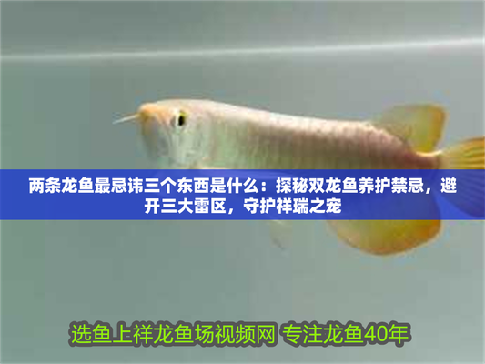 紅龍魚最忌三個顏色
