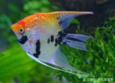 龍魚跳出魚缸摔到地下怎么辦：龍魚跳出魚缸摔到地下怎么辦，