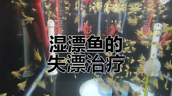 龍魚失鰾癥有哪些癥狀？