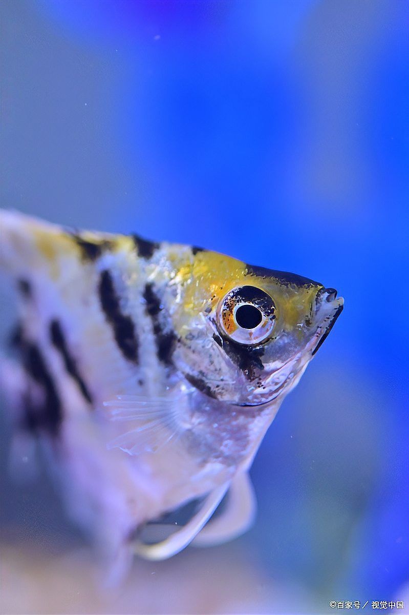 龍魚失鰾癥有哪些癥狀？