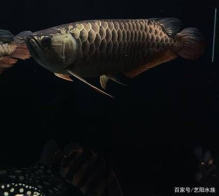 龍魚(yú)底色怎么看：如何觀察龍魚(yú)的底色