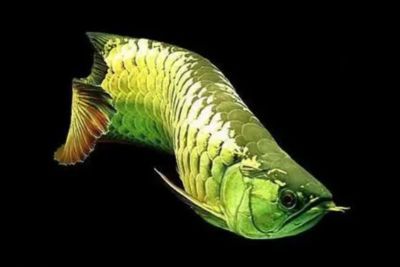 龍魚吐出來的綠色東西是什么原因：龍魚吐出的綠色東西是什么原因