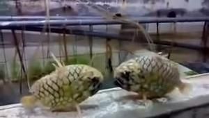 龍魚吐出來的綠色東西是什么原因：龍魚吐出的綠色東西是什么原因