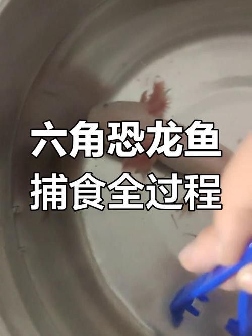 恐龍魚兇猛嗎好養嗎