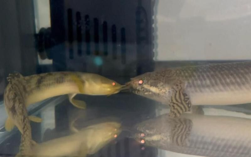 恐龍魚兇猛嗎好養嗎