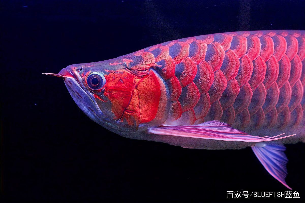 如何根據龍魚品種選擇過濾系統？