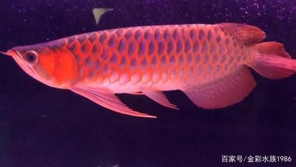 紅龍魚掉鱗片是怎么回事：如何預防紅龍魚掉鱗